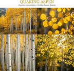Quaking Aspen Tree, 4-6"" Tall Potted Tree Starter, Sturdy Cold-Hardy Plant with Golden Autumn Foliage & Trembling Leaves for Home Landscapes