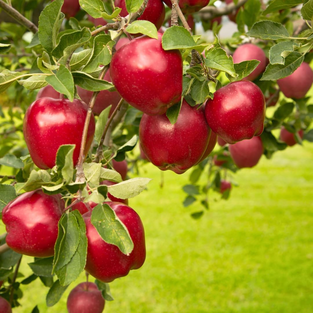 (No Ship to CA, HI, AK) Sweet Red Delicious Apple Plant Live, 3 Gallon Apple Tree, Fruit Trees Live Plants Ready to Fruit, Live Fruit Trees for Outdoor Planting