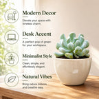 Live Succulent Echeveria Chroma, 2 Inch Pot Rare Succulent Plant Live, Easy Care, Beautiful Vibrant Color for Indoor Décor, Desk & Small Spaces
