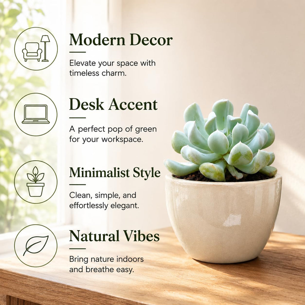 2 Echeveria Chroma Succulent Plants Live, 2 Inch Pot, Rare Live Succulent, Easy Care, Vibrant Color Indoor Houseplant for Home, Office Décor, Small Spaces & Gifts