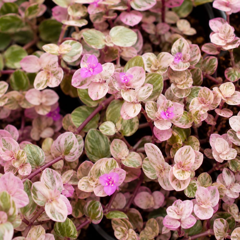 Live Succulent Plant, 4" Pot, Callisia Repens Pink Lady Live Houseplant with Pink Striped Leaves, Sturdy Low Maintenance Trailing Plant for Home & Office Decor