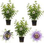3 Purple Passiflora Incarnata Live Plants, 4-8 Inch Tall Maypop Live Plant, Fast Growing, Exotic Fragrant Passion Flower Vine for Garden Trellis & Outdoor Spaces