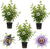 3 Purple Passiflora Incarnata Live Plants, 4-8 Inch Tall Maypop Live Plant, Fast Growing, Exotic Fragrant Passion Flower Vine for Garden Trellis & Outdoor Spaces
