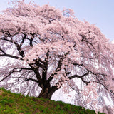 Weeping Cherry Tree Live Plant, 6-12 Inch Tall Starter Plant, Japanese Cherry Blossom Tree, Easy Care Flowering Tree for Planting Outdoors