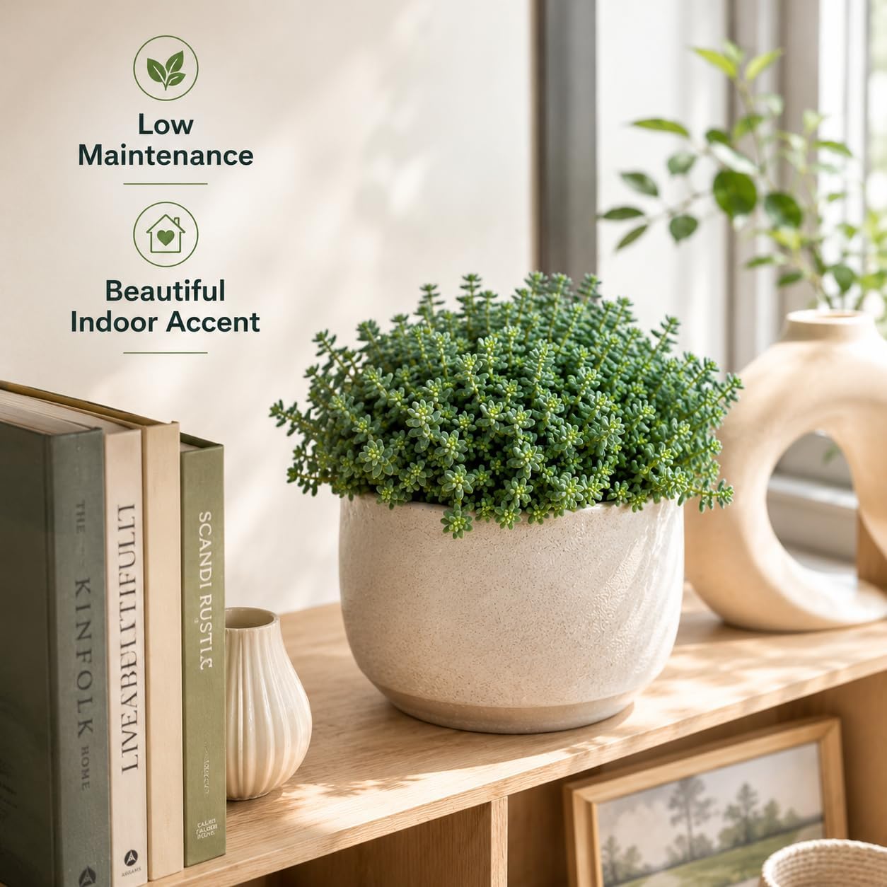 Sedum Dasyphyllum Minor Succulent Plant, 4 Inch Pot Sedum Plant Live, Fully Rooted, Drought-Tolerant, Low Maintenance Indoor Houseplant, Ideal for Home & Office Décor & Gifts