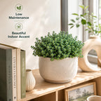 Sedum Dasyphyllum Minor Plant, 4 Inch Pot Sedum Plant Live, Well Rooted, Easy Care Succulent Plant, Hardy, Low Maintenance Houseplant for Home Décor & Indoor Spaces