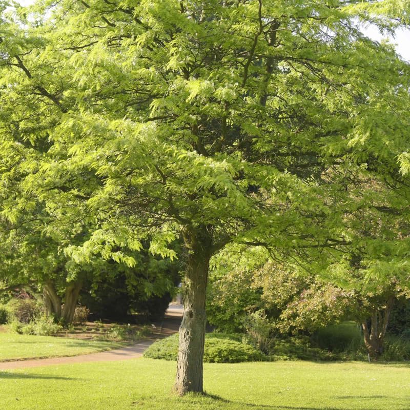 2 Live Honey Locust Plants – Hardy Fast-Growing Trees for Outdoor Planting | 6–12 Inch Tall | Drought-Tolerant