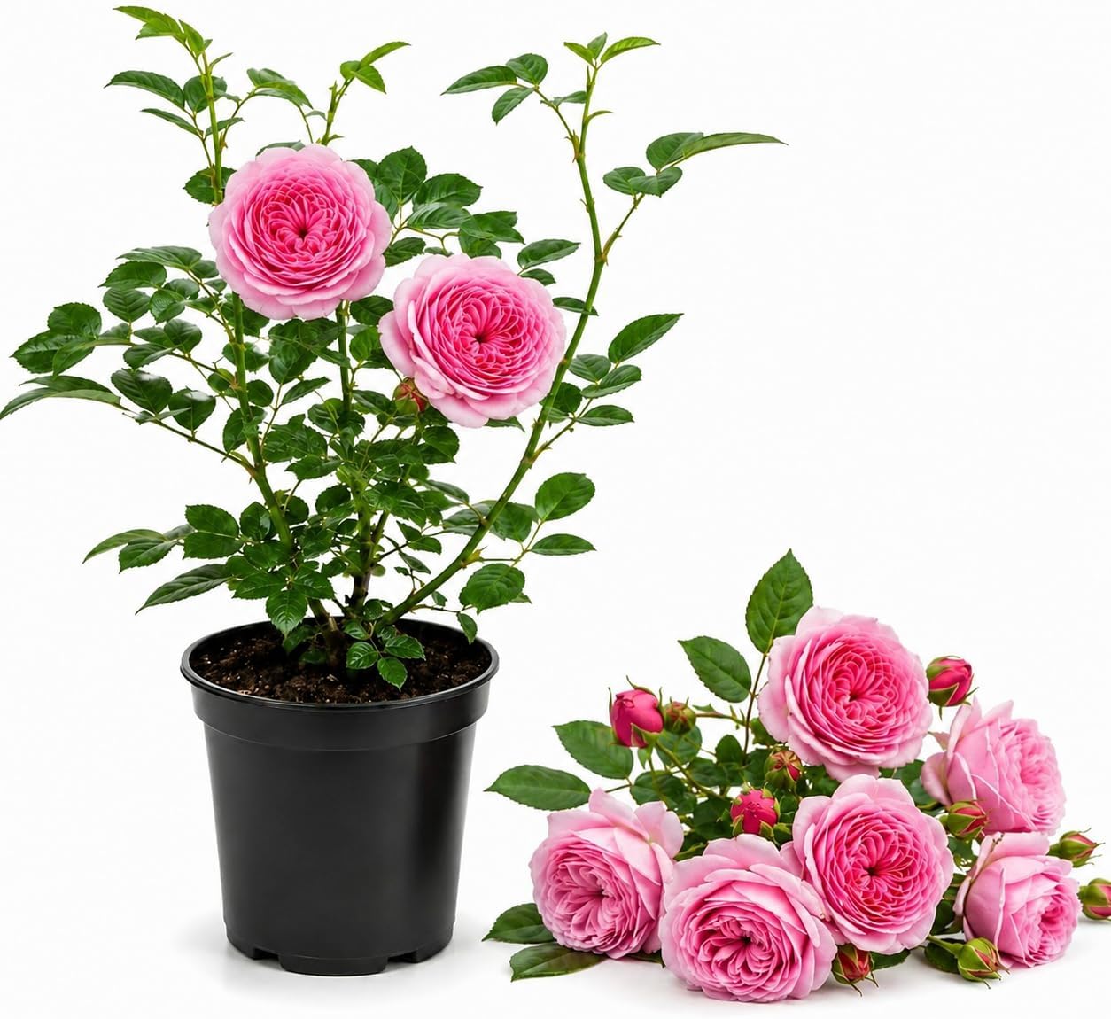 Pink Climbing Roses Live Plant 10-14" Tall in Large Pot, Heirloom Climbing Rose Bush, Fragrant High-Yielding Perennial Flowering Vine for Trellis & Fence