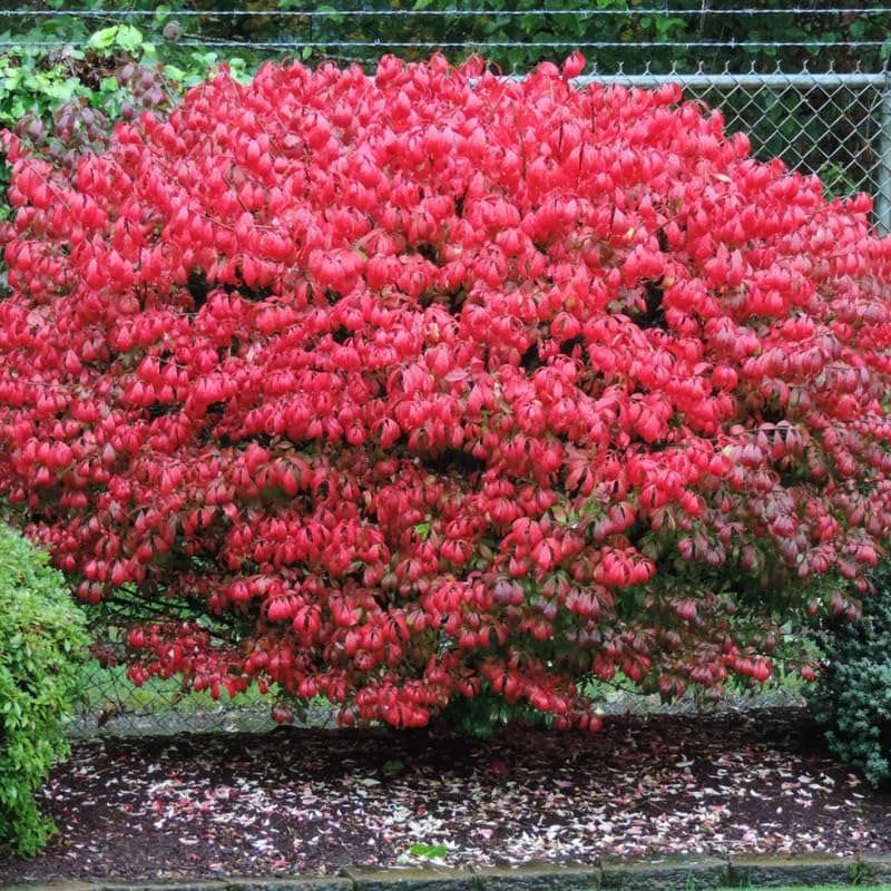 5 Burning Bush Shrub Live Plant | 6 – 12 Inch Tall | Well Rooted | Hardy Outdoor Landscape Plant