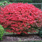 5 Burning Bush Shrub Live Plant | 6 – 12 Inch Tall | Well Rooted | Hardy Outdoor Landscape Plant