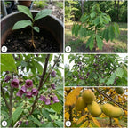 Pawpaw Tree Live in Quart Pot, 12-18" Tall, Cold-Hardy North American Fruit Tree, Native Fruit Tree Starter for Backyard and Garden Rows