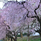 2 Weeping Cherry Blossom Tree Plant, 6-12 Inch Height, Low Maintenance Flowering Cherry Tree, Cherry Blossom Tree Live for Outdoor Gardens or Yard Landscaping