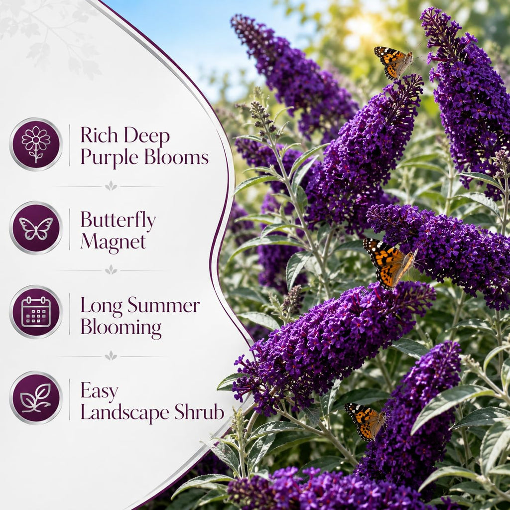 Butterfly Bush Live Plant – Raspberry Buddleia, 4-6 Inch Tall Starter, Vibrant Pink-Red Flowering Shrub for Backyard and Garden Rows