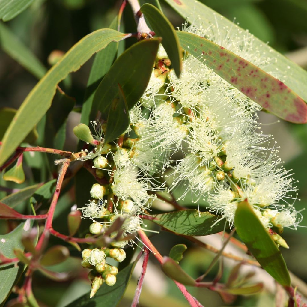 Large Lemon Eucalyptus Plant Live – Live Eucalyptus Plants, Fast Growing Eucalyptus Live Plant for Backyard and Outdoor Plante