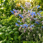 2 Blue Borage Plants Live in Large Pot, Non GMO, Low Maintenance, Fragrant Edible Flower Herb Plants for Gardens & Containers