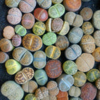 Lithops Large Random Mix Living Stones Succulent Plants Live | 30 Pcs Live Lithops Seedlings | Bare Root Without Pot or Soil, Suitable for Indoor or Outdoor Gardens & Office Use, Friend Plant Lovers