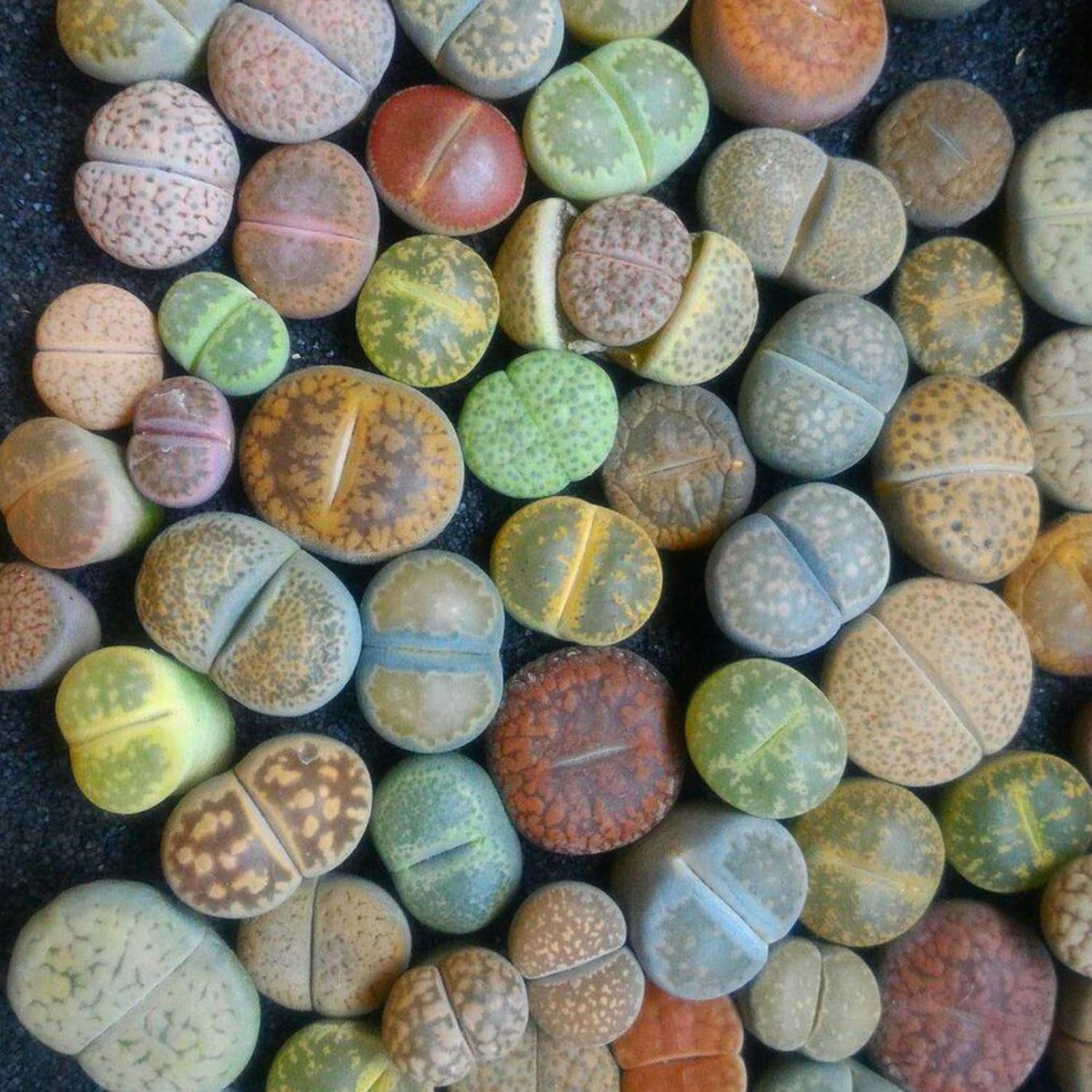 Lithops Large Random Mix Living Stones Succulent Plants Live | 30 Pcs Live Lithops Seedlings | Bare Root Without Pot or Soil, Suitable for Indoor or Outdoor Gardens & Office Use, Friend Plant Lovers