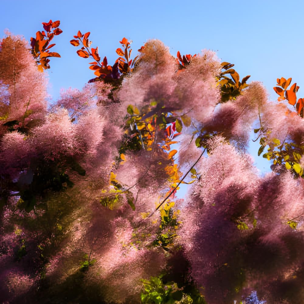 Purple Smoke Bush Plant, 4" Pot - 12-18 Inch Tall, Vigorous Growth Habit with Vibrant Red Autumn Leaves, Live Tree for Modern Landscapes