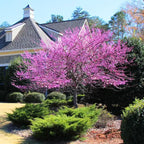 10 Live Eastern Redbud Tree 6–12” Inch Tall for Planting | Beautiful Ornamental Redbud for Home, Garden, Yard & Outdoor Landscaping | Low-Maintenance, Easy-Grow Starter Plant