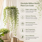 Dischidia Million Hearts Live Succulent Plant in 3" Pot, Hardy, Low Maintenance, Exotic House Plant for Home, Room, Office Decor, Great House Warming Gifts