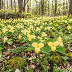 10 Yellow Trillium for Planting, Trillium Luteum Wildflower, Easy Care Perennial Flower Bulbs for Shade Gardens