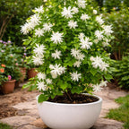 Belle of India Jasmine Plant Live, 4 Inch Tall, Easy Care Indian Jasmine Plant, Fast-Growing, Elegant Fragrant White Flowers for Garden Décor, Patio & Outdoor Spaces