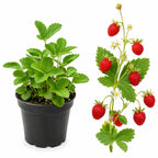 Everbearing Strawberry Plant, 4-6" Tall in 3" Pot, High Yield, Low Maintenance Strawberry Live Plant, Sweet Berry Fruit Plants, for Home Gardens, Raised Beds and Patio