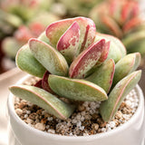 Dischidia Million Hearts Trailing Succulent Plant Live, 3 Inch Pot, Fully Rooted Live Succulent Plant, Easy-Care Houseplant for Shelves, Containers & Indoor Décor
