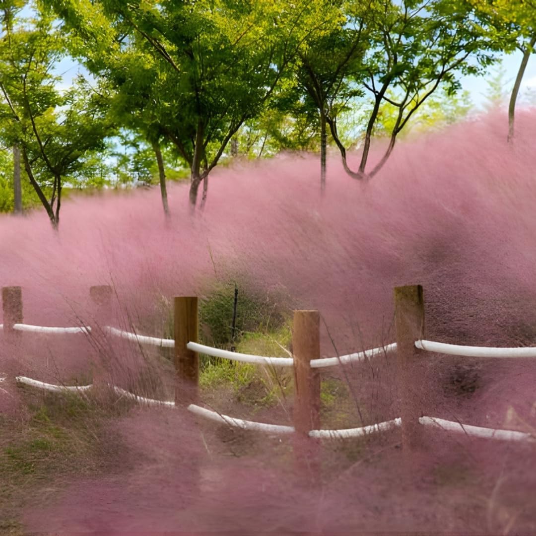 2 Pink Muhly Grass Live Plants, 4-Inch Tall Muhly Grass, Low Maintenance, Fast Growing, Ornamental Grasses Live Plants Perennial, Perfect for Garden Borders or Outdoor Planting