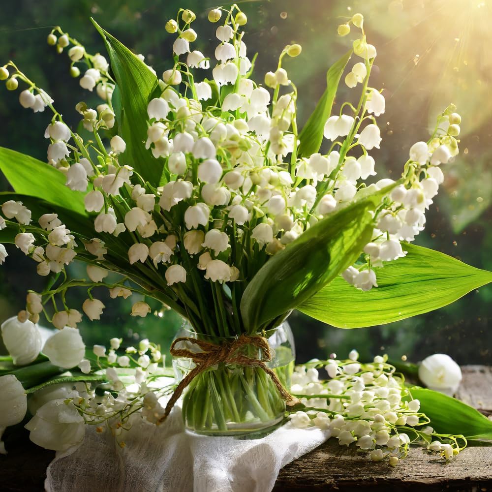 5 Lilly of The Valley Live Plant Roots for Planting, Low Maintenance Perennial, Long Lasting Blooms for Garden