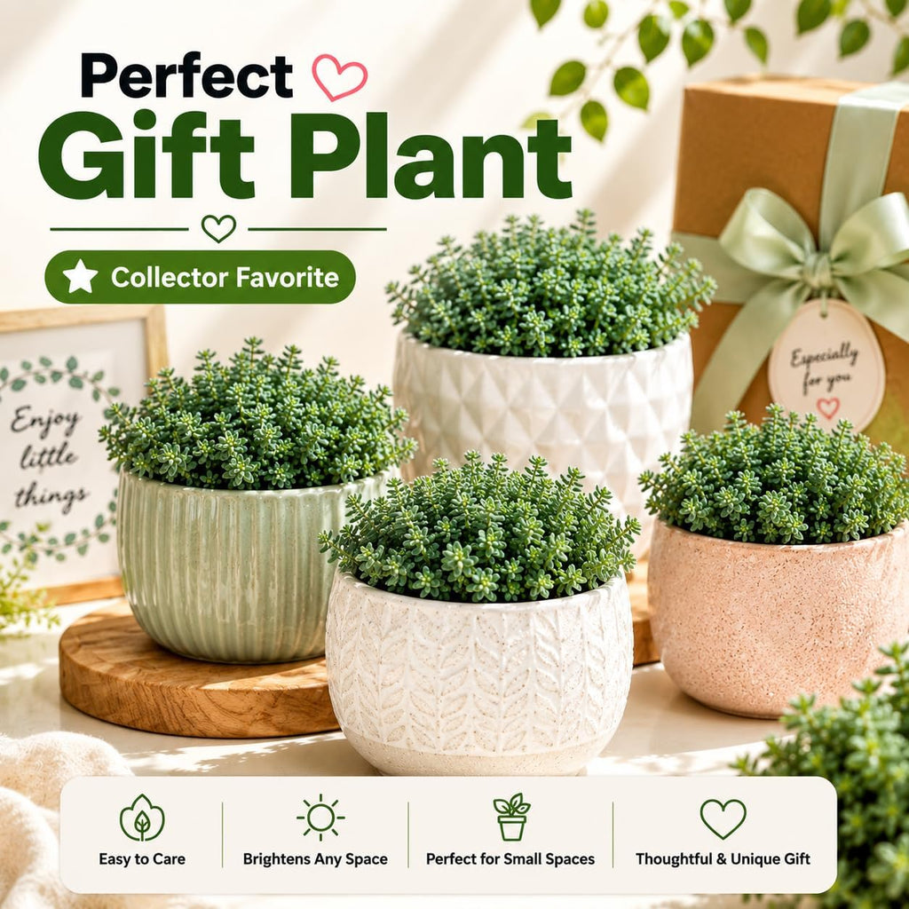 Sedum Dasyphyllum Minor Succulent Plant, 4 Inch Pot Sedum Plant Live, Fully Rooted, Drought-Tolerant, Low Maintenance Indoor Houseplant, Ideal for Home & Office Décor & Gifts