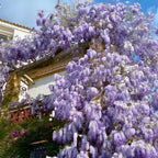 5 Purple Wisteria Live Plant 12-24 Inch, Amethyst Wisteria with Purple Blooms, Fast-Growing Fragrant Flowering Vine, Perfect for Home Décor & Garden Entrances