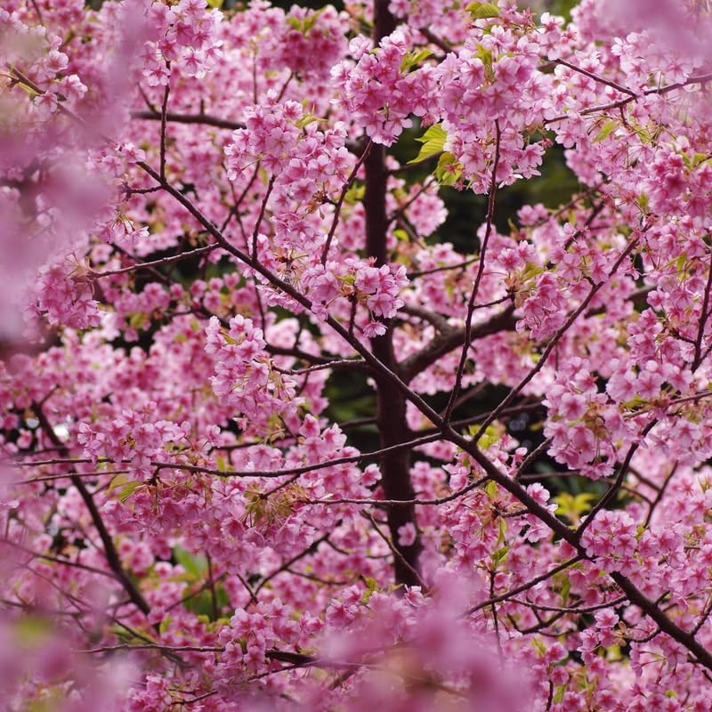2 Okame Cherry Blossom Tree, 6-12 Inch Tall, Easy Care, Hardy Ornamental Flowering Cherry Tree, Ideal for Yard, Garden & Landscape