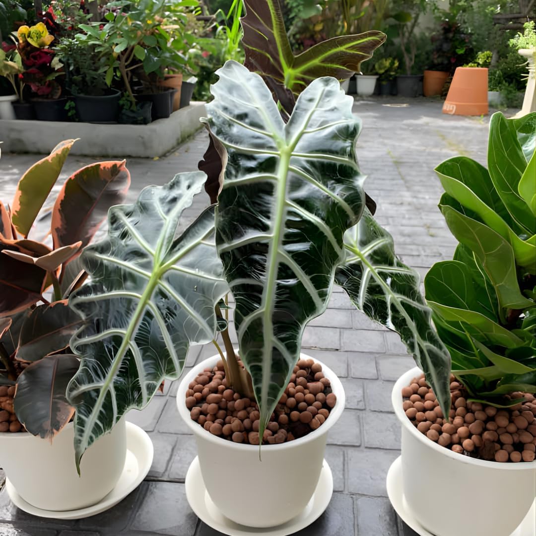 Alocasia Live Plant - African Mask, 4-Inch Pot Rare Alocasia Plant, Deep Green Foliage, Exotic Tropical Houseplant for Desk, Room Decor & Indoor Spaces