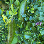 Green Finger Lime Trees Live Plants | 2.5–3 Feet Live Potted Citrus Tree | Citrusy Juicy Fruit for Cooking, Juicing & Home Gardening | No Ship to CA,HI,AK