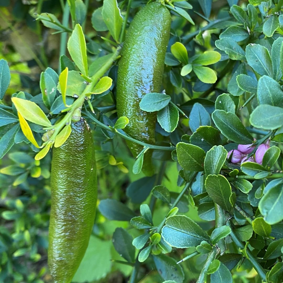Green Finger Lime Trees Live Plants | 2.5–3 Feet Live Potted Citrus Tree | Citrusy Juicy Fruit for Cooking, Juicing & Home Gardening | No Ship to CA,HI,AK