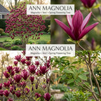 Ann Magnolia Tree Live Plant, 12-18" Potted Plant in 2.5" Pot, Cold-Hardy Early Spring Blooming Tree for Backyard and Garden Rows