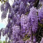 2 Purple Wisteria Live Plant 12-24 Inch, Amethyst Wisteria with Purple Blooms, Fast-Growing Fragrant Flowering Vine, Perfect for Home Décor & Garden Entrances
