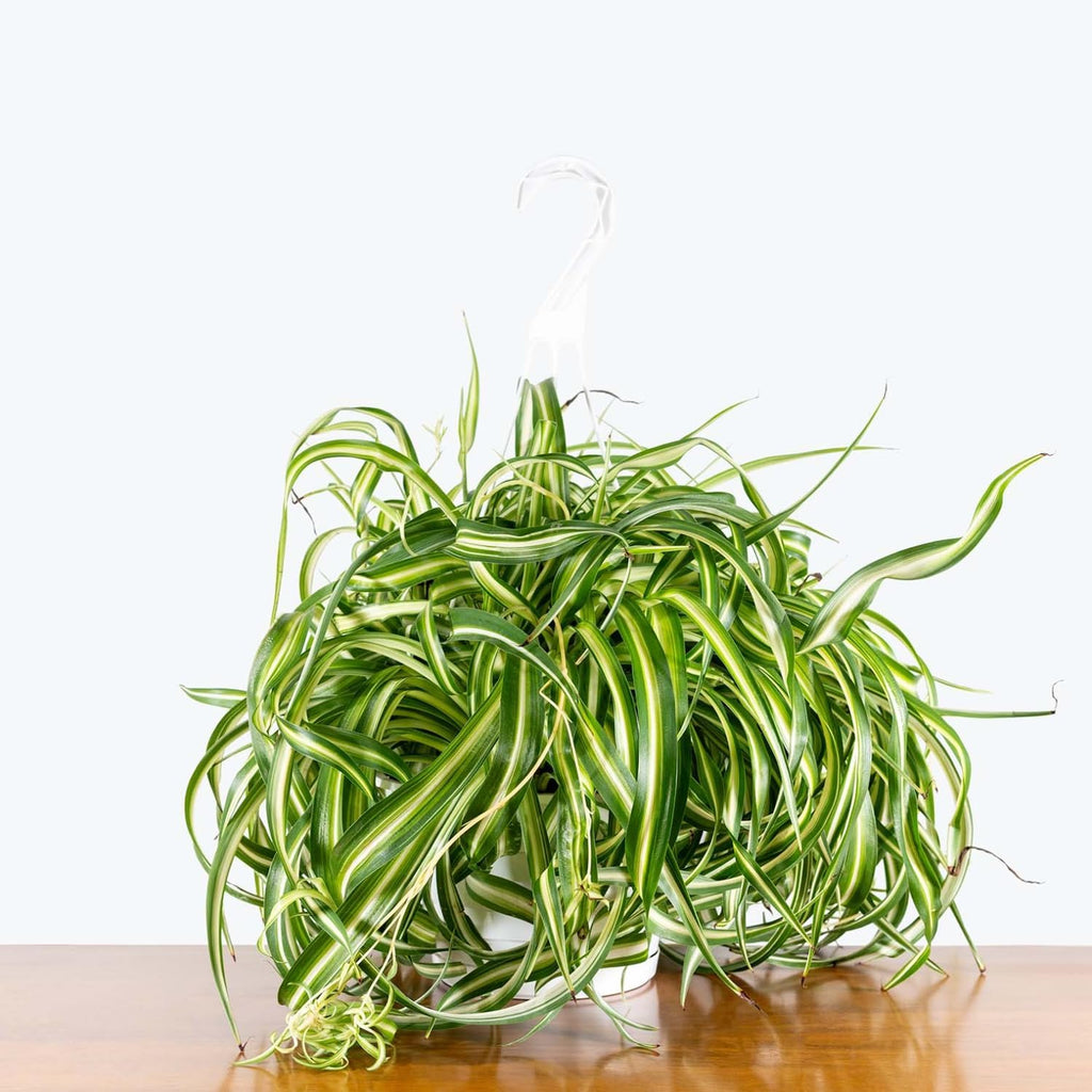 Hanging Curly Spider Plant Live in 4 Inch Pot | Bonnie Spider Plant | Air-Purifying | Low Maintenance | Perfect for Home and Office Decor | Easy Care Starter Plants