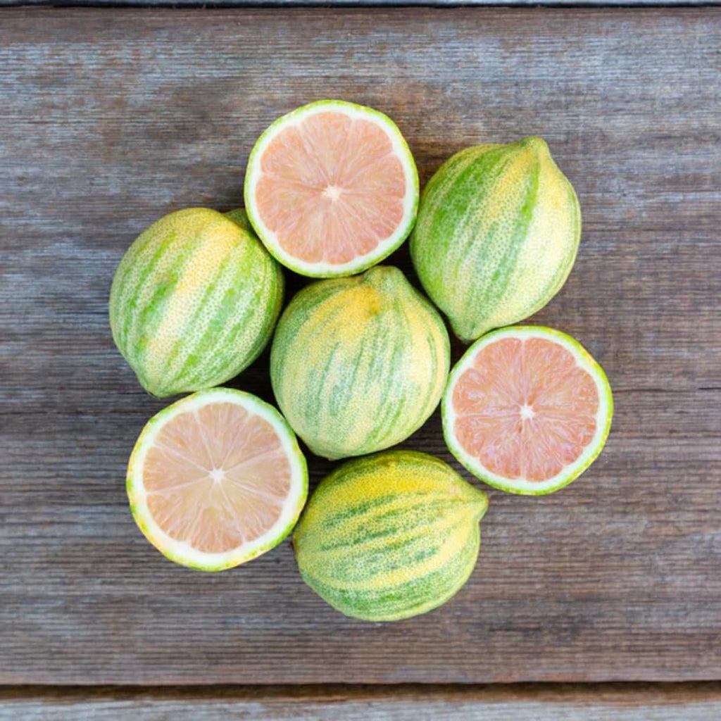 Pink Variegated Lemon Tree for Planting | 2.5–3 Feet Live Plant | Indoor or Outdoor Fruit Tree for Homes, Patios & Yards | No Ship to CA,HI,AK