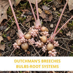 10 Dutchman’s Breeches Bare Root Plant, Dicentra cucullaria, Low Maintenance, East to Grow, Cold Hardy, Shade-Loving Perennial for Woodland Gardens & Landscapes