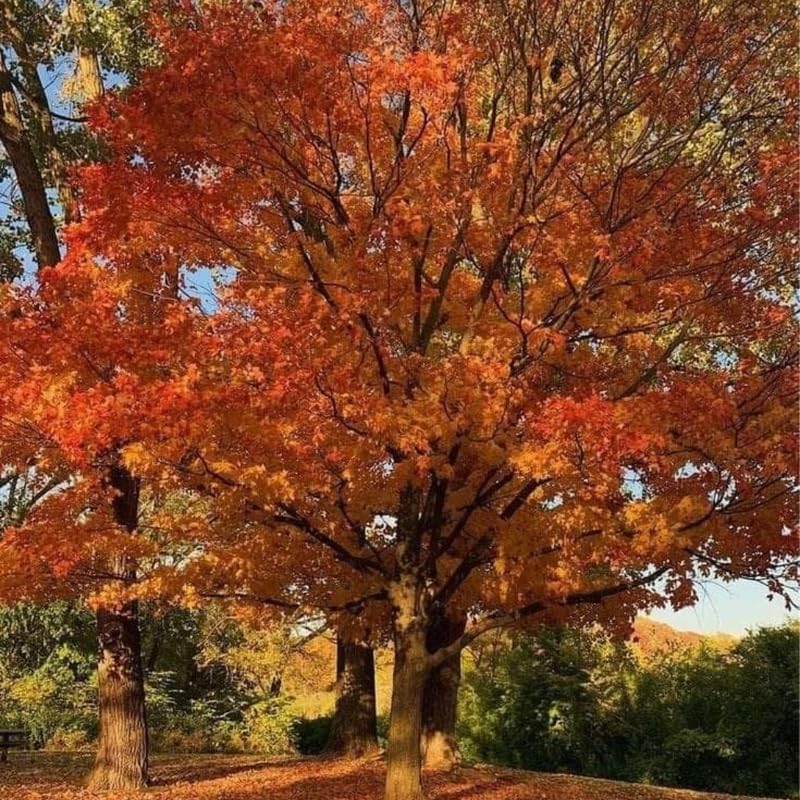 10 Black Gum Native Tree Live Seedling 1–2 Ft | Sweet Gum Outdoor Tree for Yard & Garden Planting | Hardy Shade Tree with Brilliant Fall Foliage | Ideal for Landscaping, Parks & Home Gardens