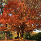 10 Black Gum Native Tree Live Seedling 1–2 Ft | Sweet Gum Outdoor Tree for Yard & Garden Planting | Hardy Shade Tree with Brilliant Fall Foliage | Ideal for Landscaping, Parks & Home Gardens