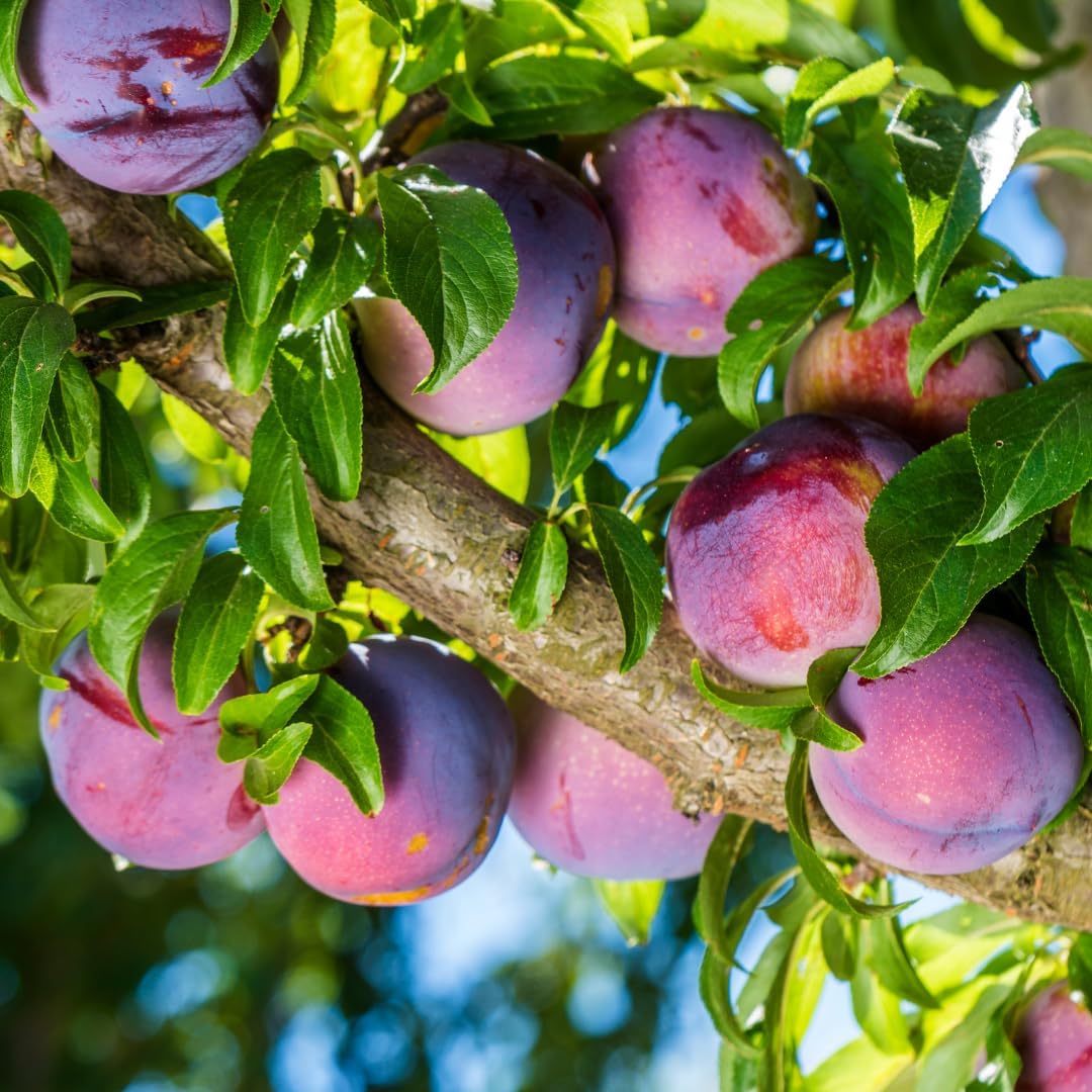 (No Ship to CA, HI, AK) Methley Japanese Plum Tree Live Plant, 3 Feet Tall, Fast Growing Plumtree Fruit Trees Live Plants for Patio and Landscape