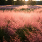 2 Pink Muhly Grass Live Plants, 4-Inch Tall Muhly Grass, Low Maintenance, Fast Growing, Ornamental Grasses Live Plants Perennial, Perfect for Garden Borders or Outdoor Planting