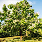 Catalpa Tree Live Plants (Set of 5) – 6–12 Inch Hardy Outdoor Trees | Fast-Growing Shade Trees with Large Leaves & White Flowers