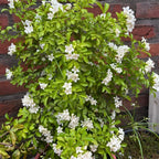 (No Ship to CA, HI, AK) Orange Jasmine Live Plant | Jasmine Flower Plant in 3 Gallon Pot | 30–36 Inch Tall | Ideal for Gardens, Patios & Landscape Planting
