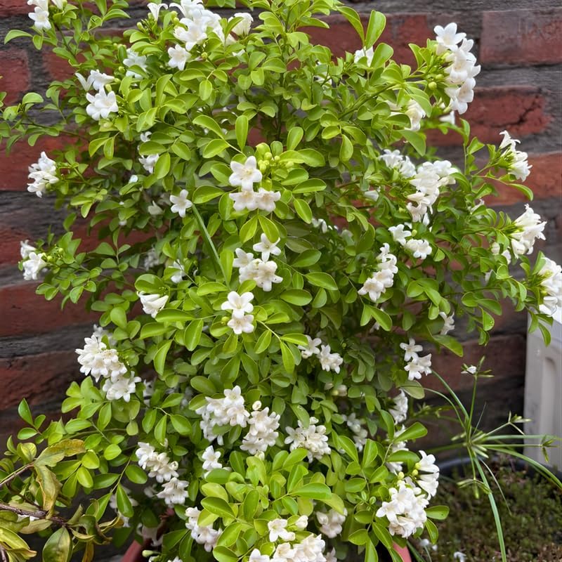 (No Ship to CA, HI, AK) Orange Jasmine Live Plant | Jasmine Flower Plant in 3 Gallon Pot | 30–36 Inch Tall | Ideal for Gardens, Patios & Landscape Planting