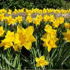 100 Wild Daffodil Bulbs, Well-Rooted Buttercup Bulbs, Vigorous Growth Habit with Showy Trumpet Blossoms for Home Landscapes