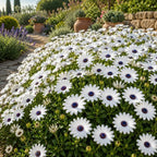 White African Daisy Plant Live, 3" Pot, Low Maintenance Bright Flower for Tabletop, Sunroom and Outdoor Garden